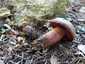 Neoboletus praestigiator (Neoboletus praestigiator), Zemplén